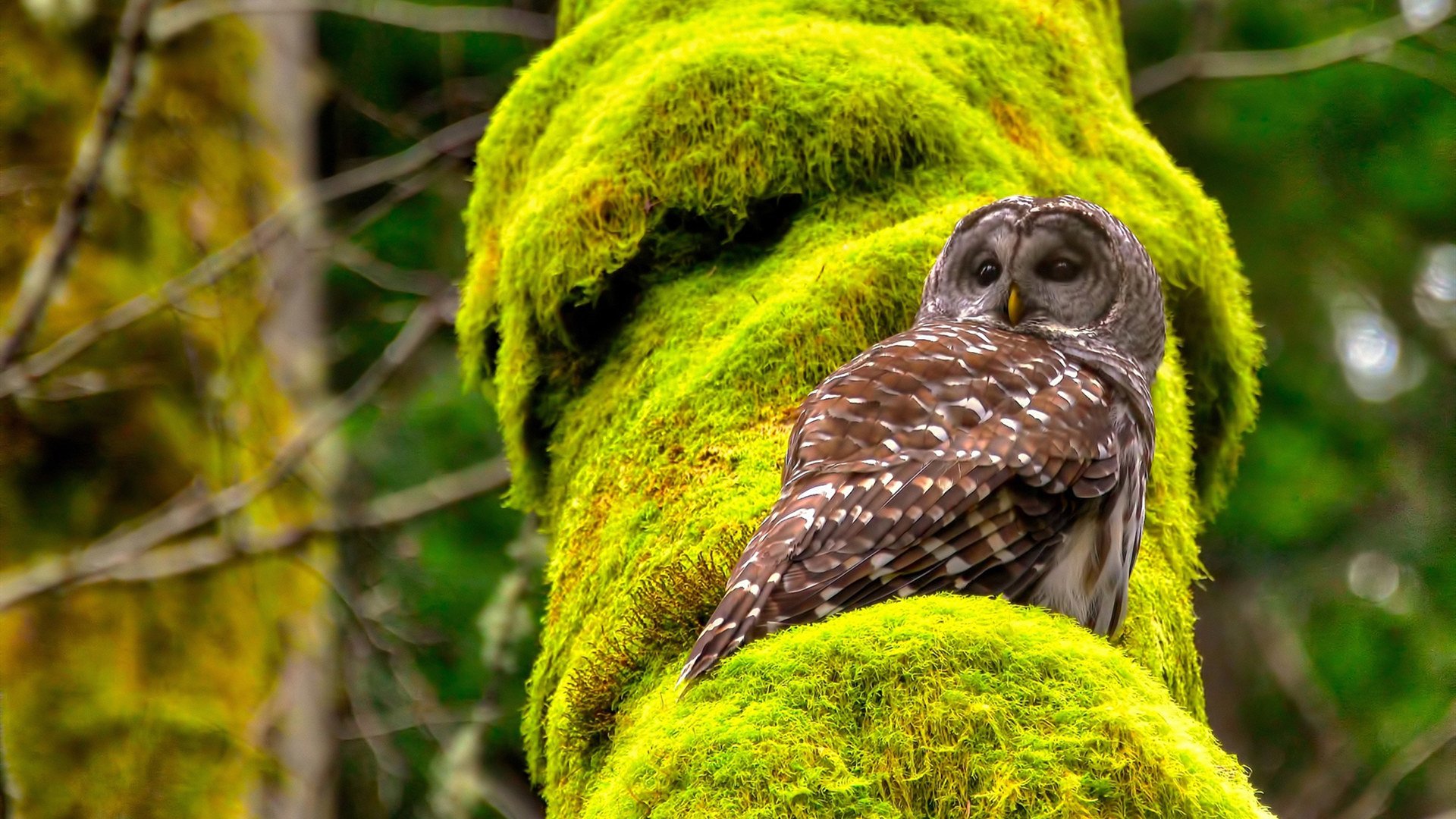 新秀风采:未来联盟领袖的崭露头角,未来联盟巨星