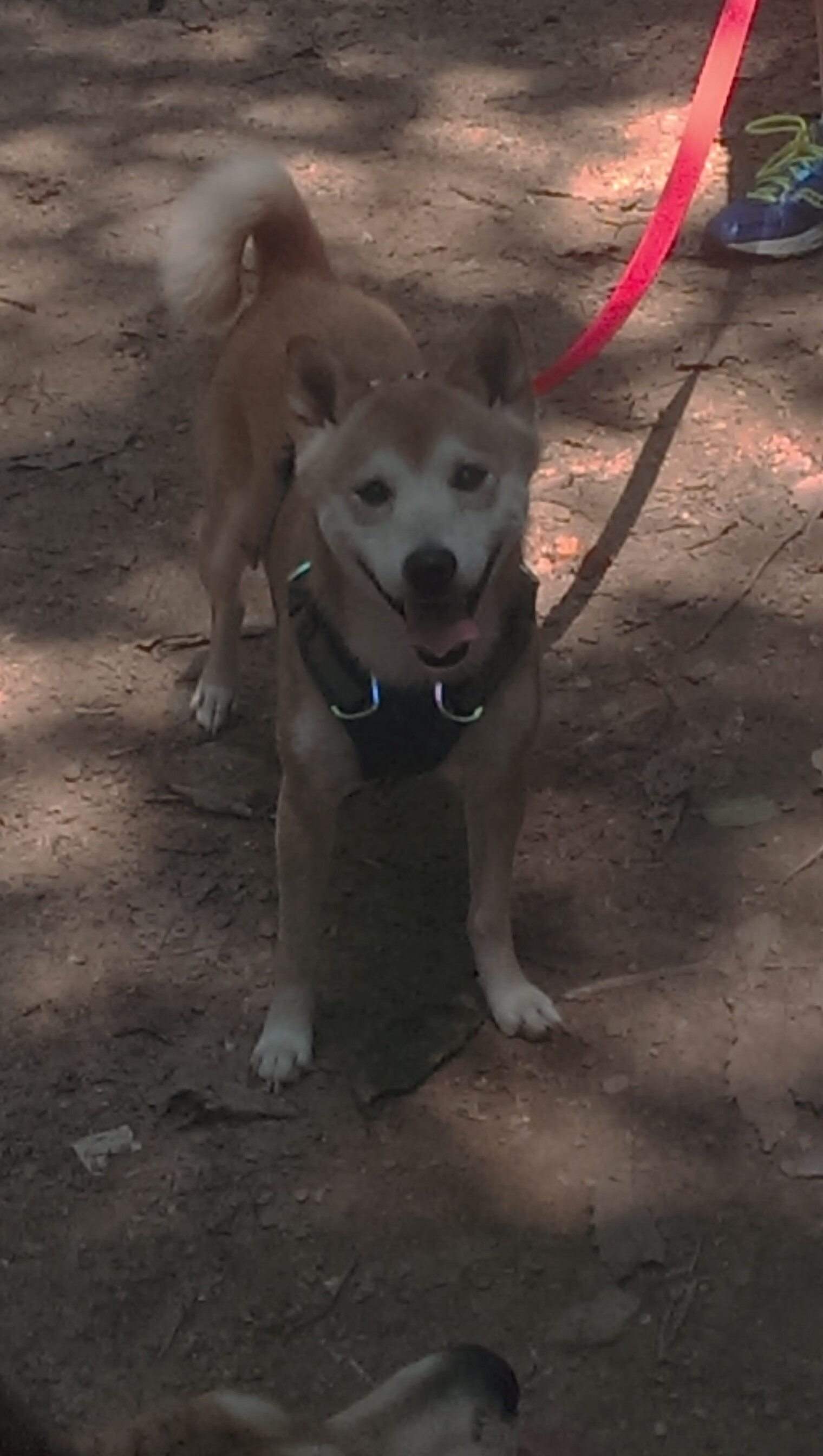 爱游戏ayx官网-【比赛前瞻】顶尖运动员如何设计战术布局以应对不同对手？，运动员战术能力构成