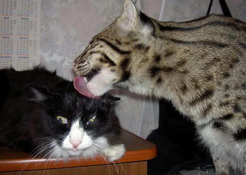 北京青少年篮球训练营吸引数百名学生参与，2021北京青少年篮球俱乐部