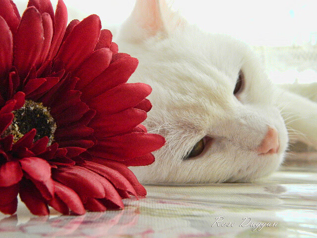 战术揭秘：教练如何利用数据优化球队表现？，优化球员